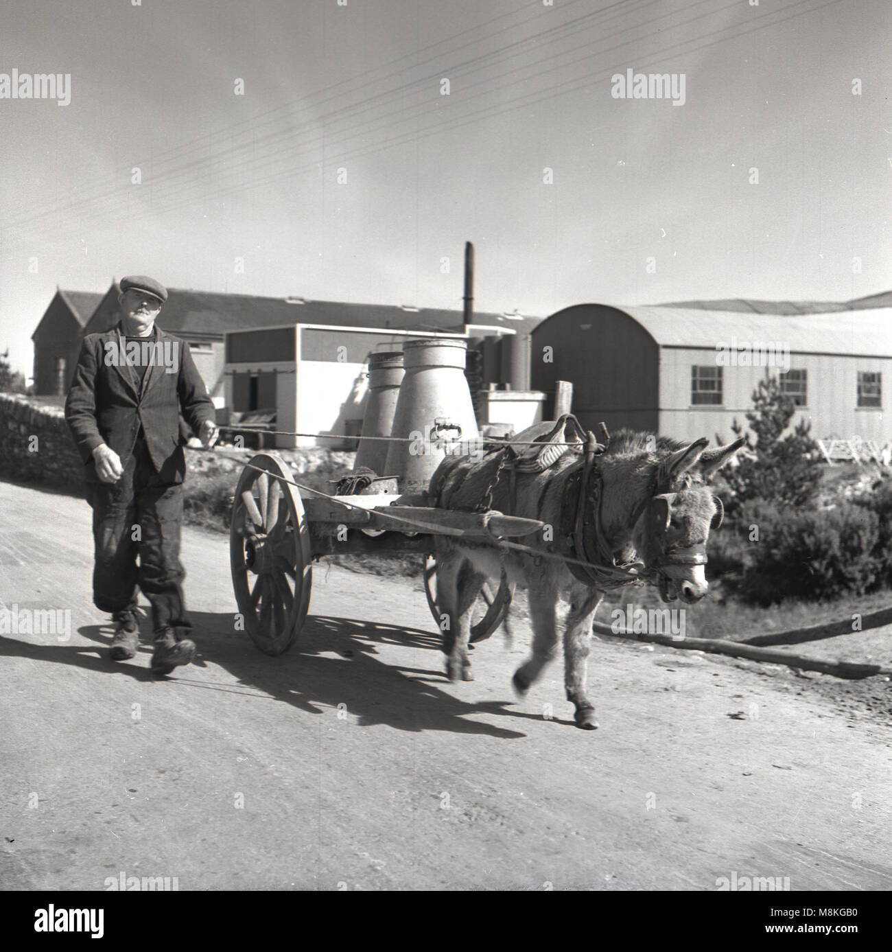 Degli anni Cinquanta, storico, Irlanda rurale, un agricoltore irlandese con il suo pony e il carrello al di fuori su una pista prendendo il suo bidoni per il latte al caseificio locale. Foto Stock