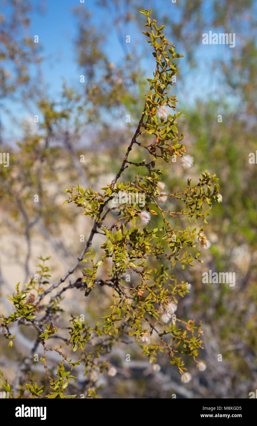 Il creosoto Bush (Larrea tridentato), Joshua Tree National Park, California, Stati Uniti d'America Foto Stock