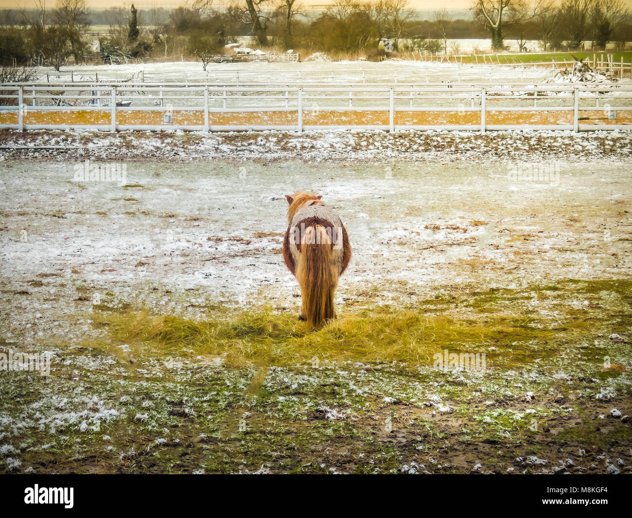Piccolo marrone e bianco pony Shetland in un campo con la sua schiena e coda folta rivolta verso la telecamera. Le sue orecchie può essere visto. Egli è il suo proprio in un campo con Foto Stock