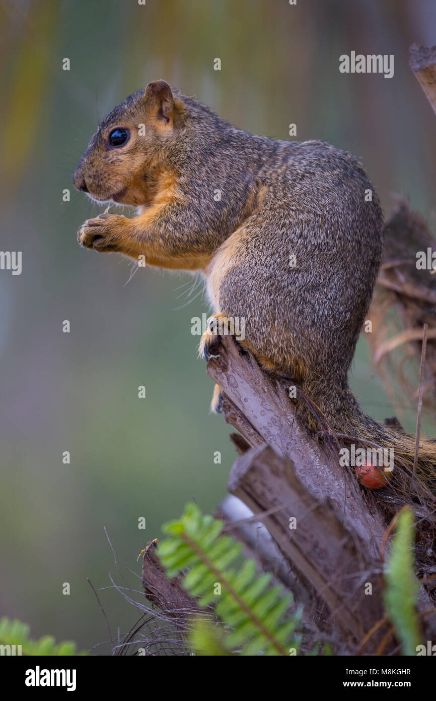 Fox orientale scoiattolo (Sciurus niger), il Parco Balboa, San Diego, California, Stati Uniti d'America Foto Stock