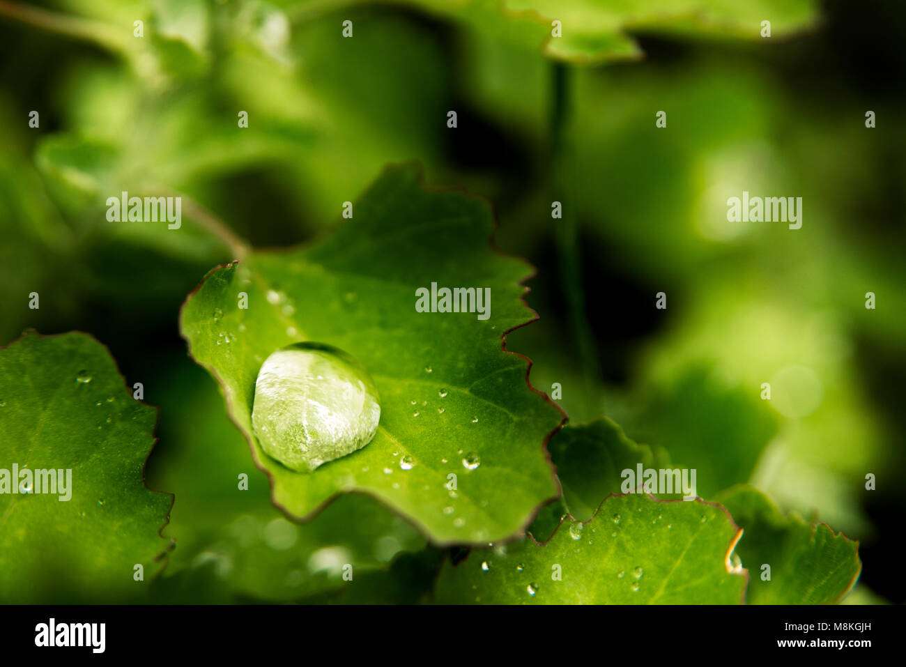 Acqua goccia su una foglia close up shot. Foto Stock