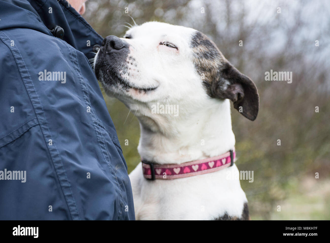 cane sorridente Foto Stock