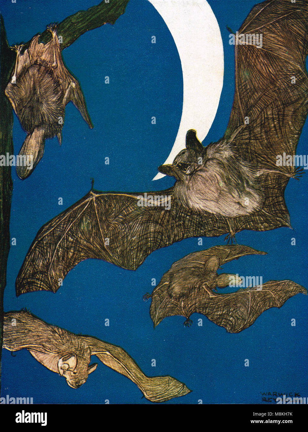Tipico British pipistrelli, piccole Pipistrelle, Long Eared Bat e grande Noctule Foto Stock