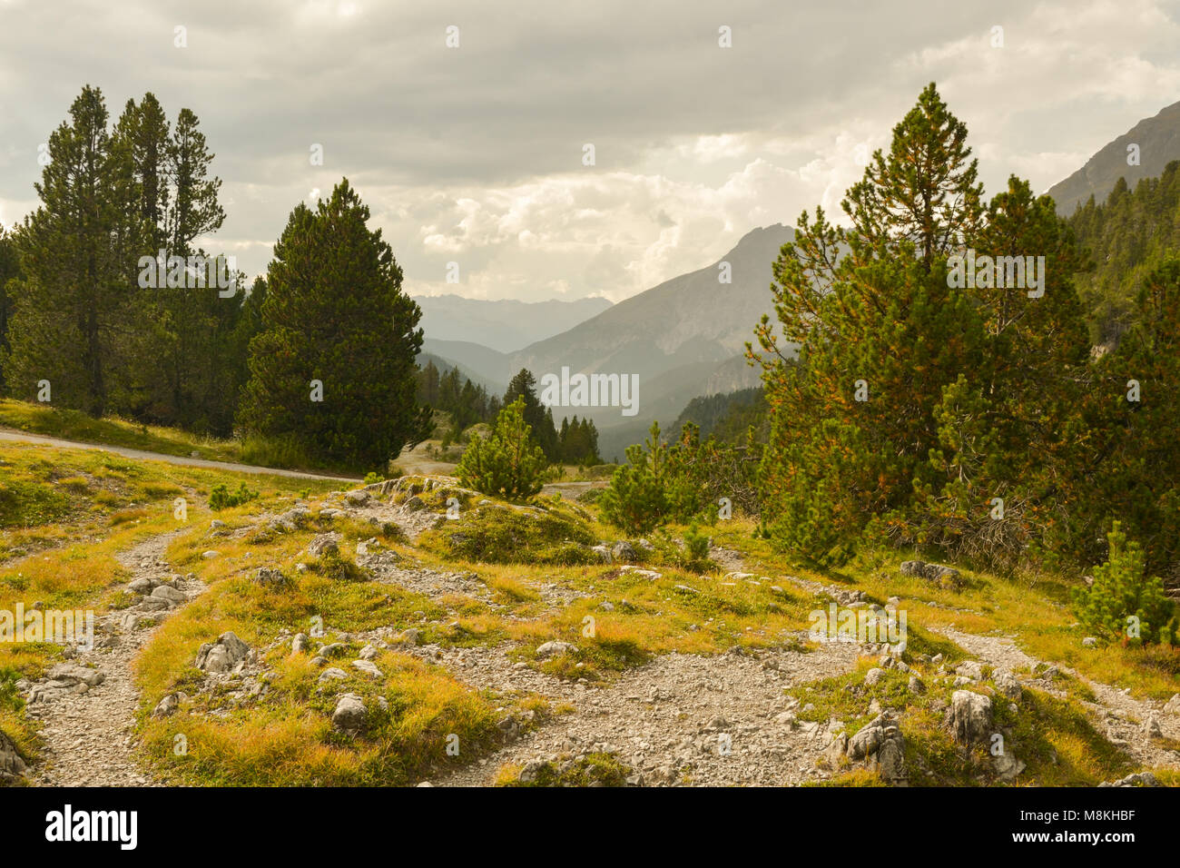 Bella natura in Swiss Natinal park vicino Ofenpass in Svizzera Foto Stock