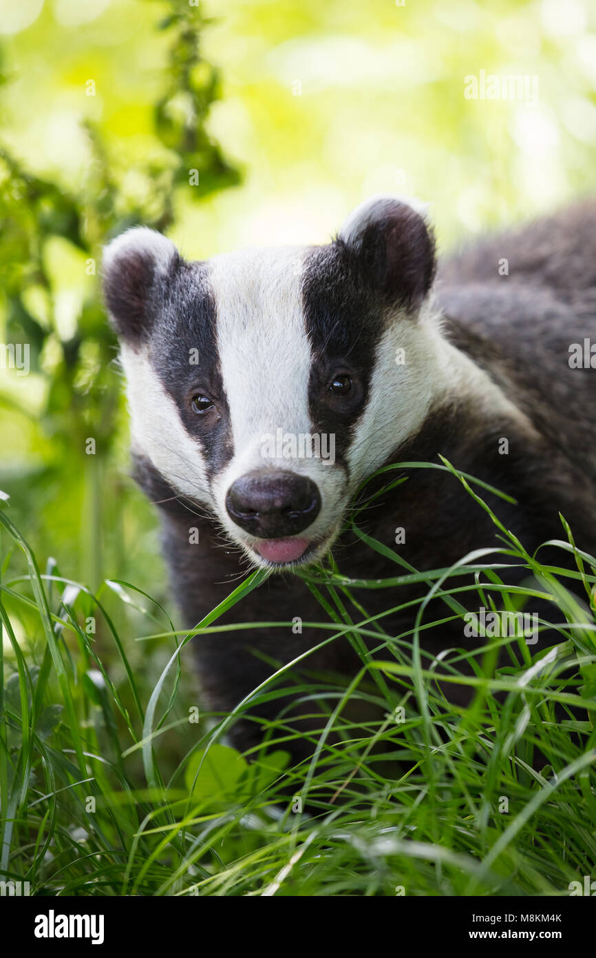 Badger inceppato il suo con la lingua fuori Foto Stock