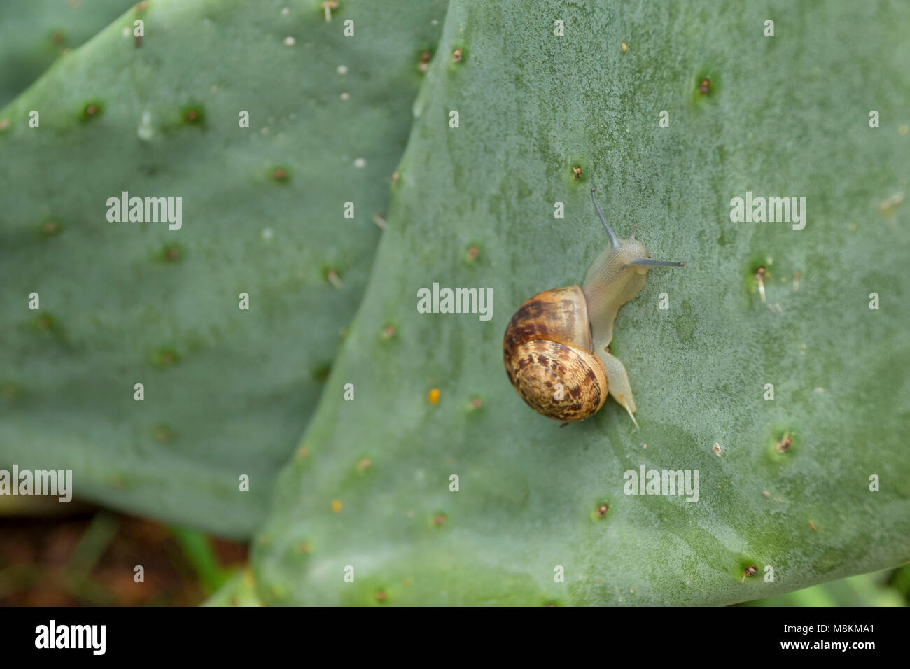 Le lumache di mangiare in ficodindia cactus sull'isola Mediterranea di Cipro Foto Stock