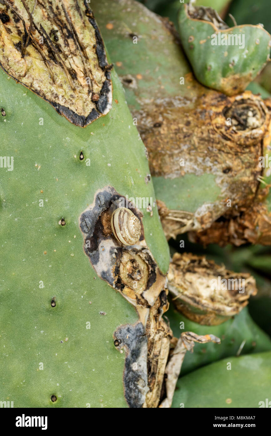 Le lumache di mangiare in ficodindia cactus sull'isola Mediterranea di Cipro Foto Stock