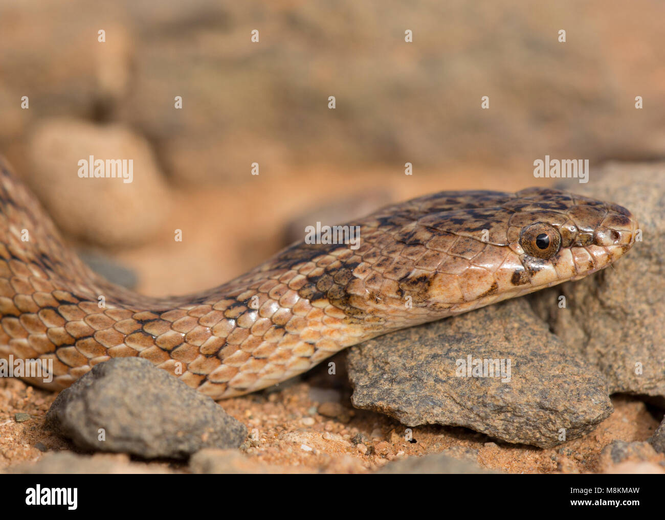 Falso algerino Smooth Snake (Macroprotodon cullatus) nel deserto del Marocco in Nord Africa. Foto Stock