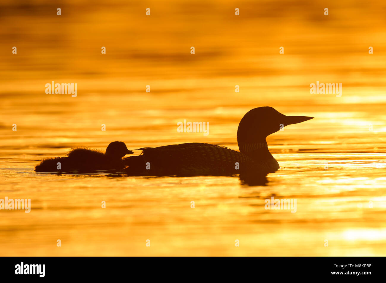 Loon comune famiglia, tramonto, (Gavia immer), MN, USA di Dominique Braud/Dembinsky Foto Assoc Foto Stock