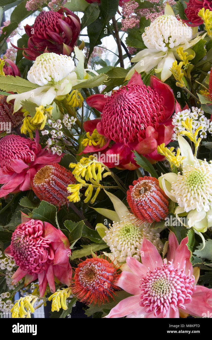 Una selezione assortita di fiori selvatici australiani tagliati, tra cui fiori di Waratahs e Banksia Foto Stock