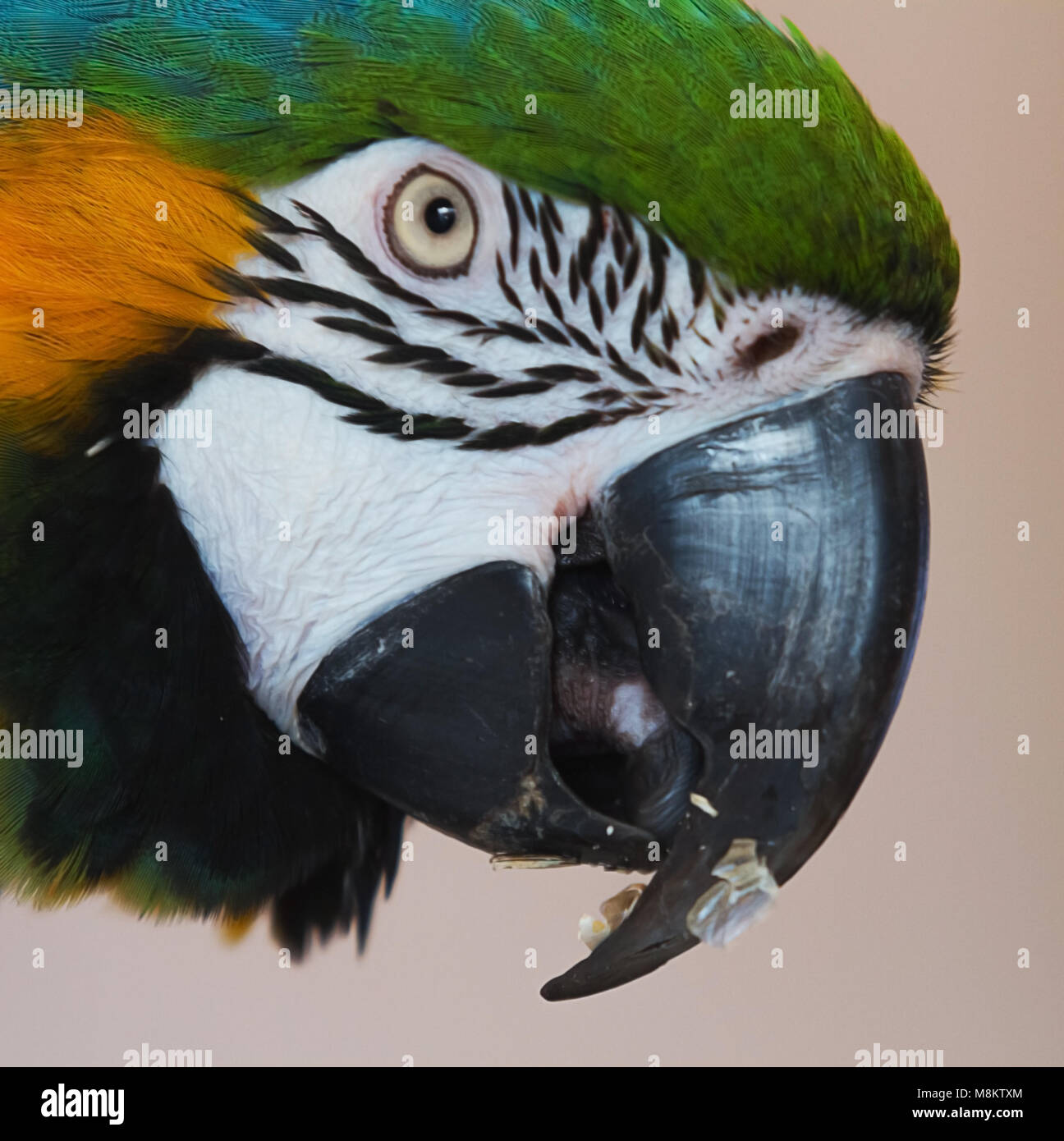 Close-up foto ritratto di un bel blu e giallo Macaw parrot Foto Stock