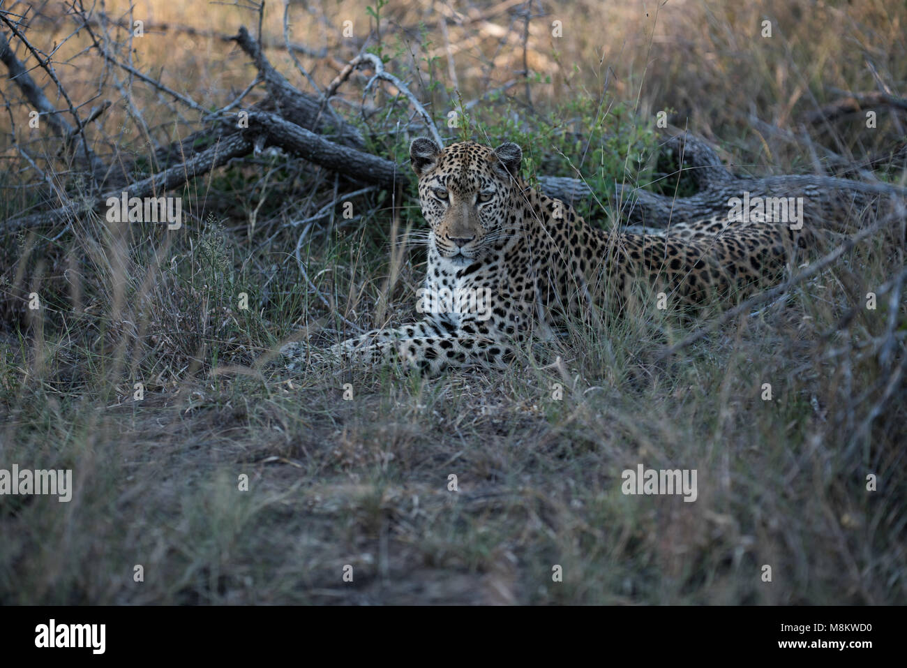 Leopard femmina guardare qualcosa Foto Stock