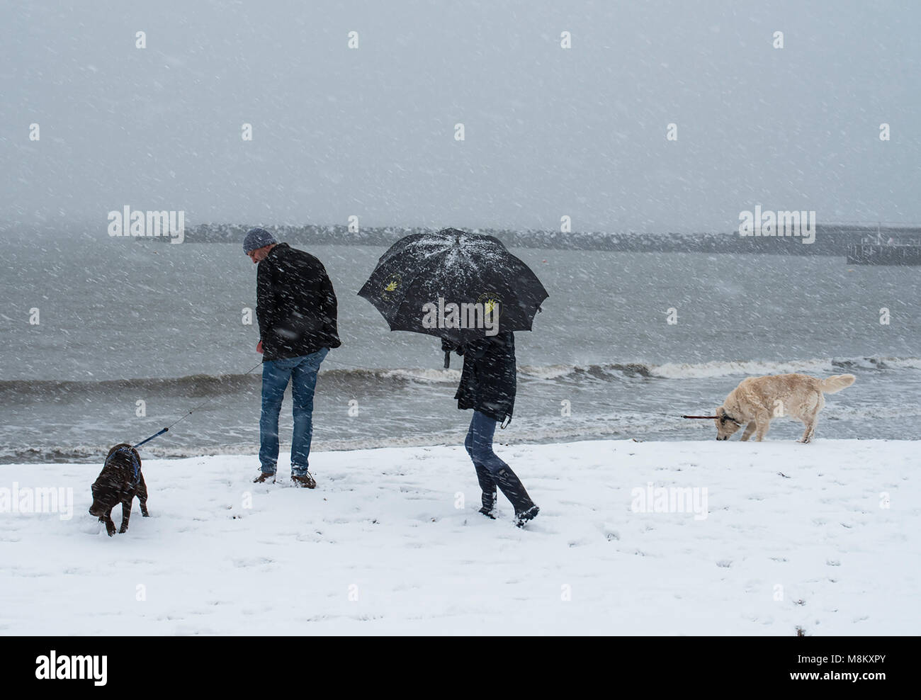 Neve a Lyme Regis,18 marzo 2018. Regno Unito Meteo: un paio di riattivazione dei loro cani in località costiera comune di Lyme Regis in lotta con il loro ombrello blizzard condizioni come la Bestia da est 2 morsi. Credito: Celia McMahon/Alamy Live News Foto Stock