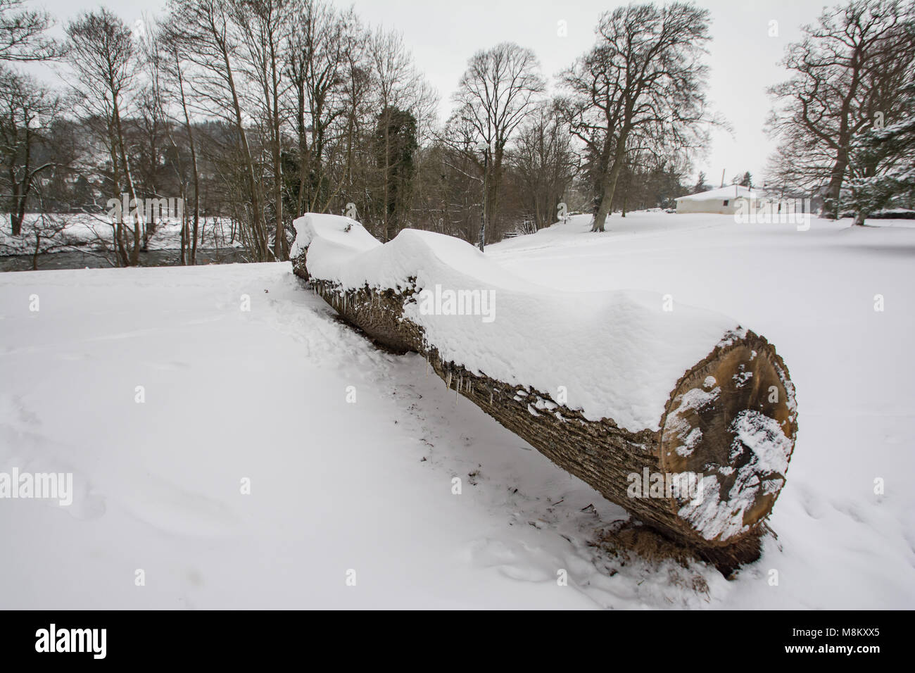 Bestia da est 2 narcisi e derive.18/3/2018 Credit: Paul Williams/Alamy Live News Foto Stock