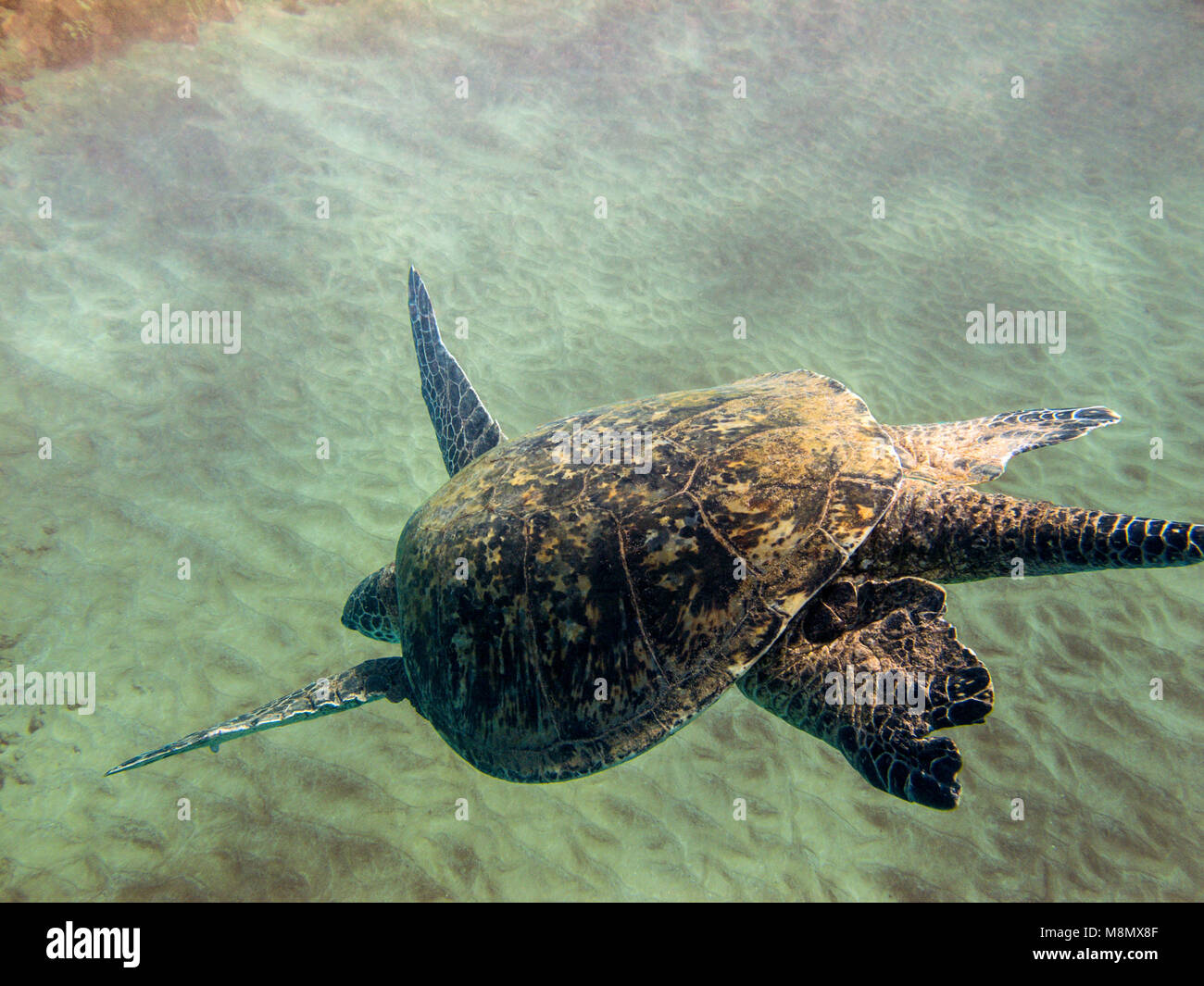 Un grande maschio tartaruga verde (Chelonia Mydas) ha rifornito i suoi polmoni sulla superficie ora voce per il fondo per la ricerca di una posizione per dormire. Foto Stock