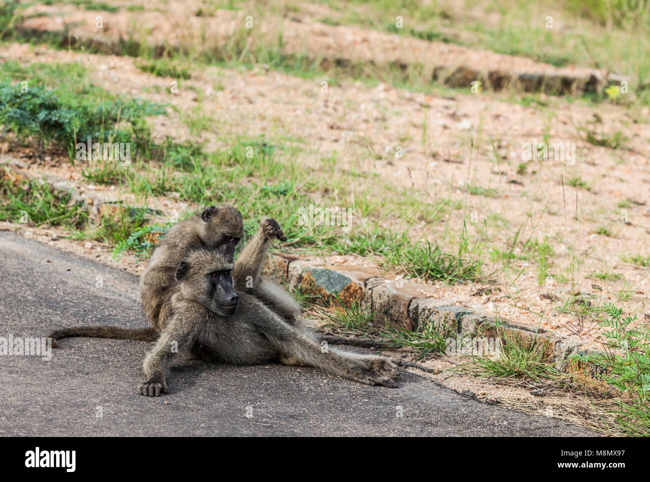Un babbuino Chacma essendo curato da un giovane a lato della strada in Kruger NP, Sud Africa Foto Stock
