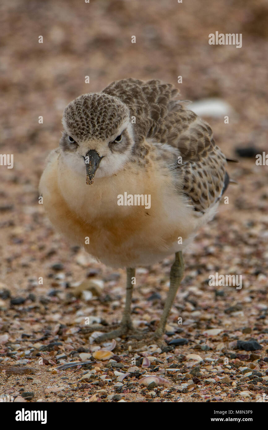 Nuova Zelanda Beccaccia (adulti), Charadrius obscurus a Tauranga Bay, Isola del nord, Nuova Zelanda Foto Stock