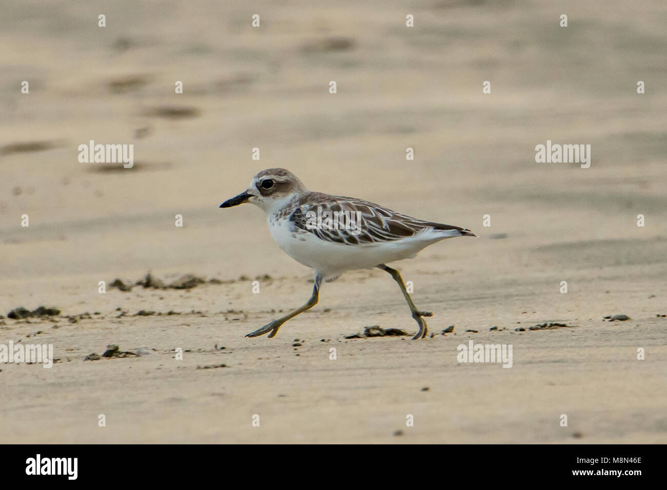 Nuova Zelanda Beccaccia (bambino), Charadrius obscurus a Taupo Bay Beach, Isola del nord, Nuova Zelanda Foto Stock