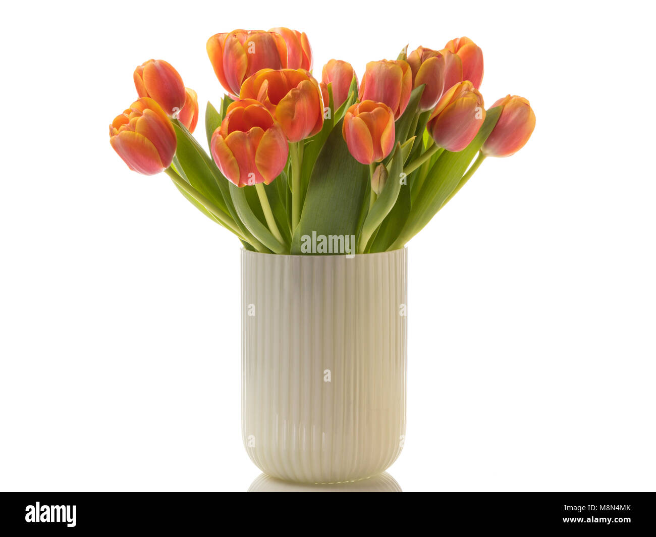 Bouquet di colore arancio tulipani in un vaso isolato su sfondo bianco Foto Stock