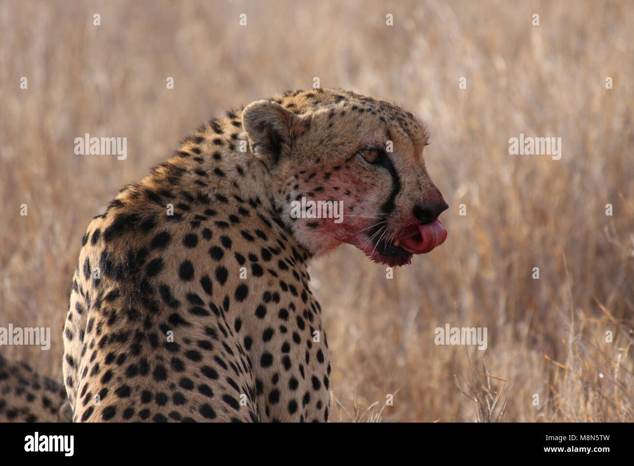 Kenya Cheetah leccare le labbra a sangue dopo kill Foto Stock