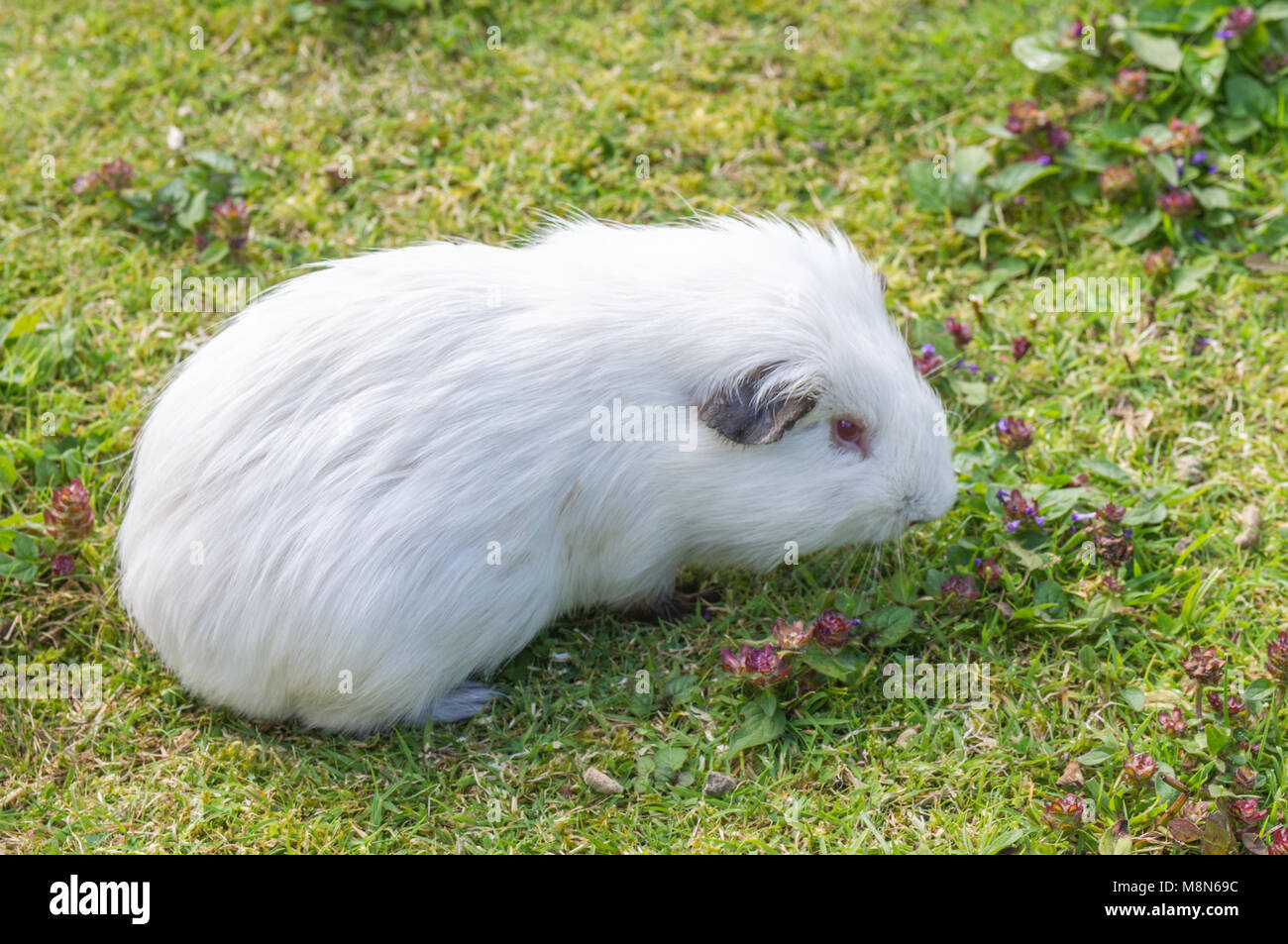 White Cavia con gli occhi rosa Foto Stock