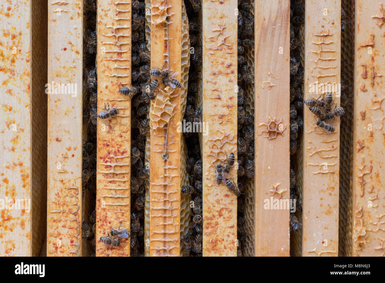 Vista in beehive dopo l'inverno. Dimensioni di una colonia di api a inizio primavera Foto Stock