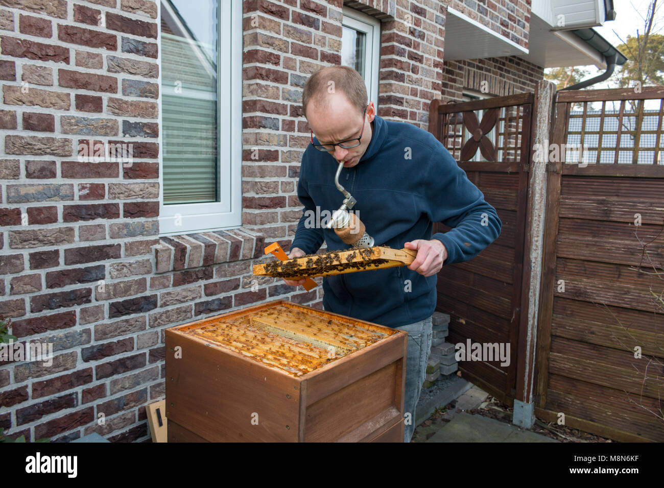 Controlli di apicoltore di un telaio di un alveare dietro la sua casa in giardino Foto Stock