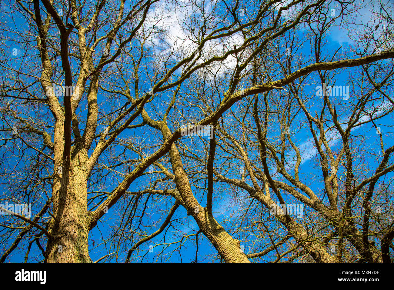 I rami privi di foglie in wintertijd da diversi alberi contro il cielo blu presa dal basso Foto Stock