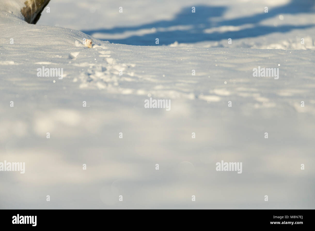 Almeno la donnola Mustela nivalis, adulto, spiata da tracce nella neve, Pikla Linnumaja, Estonia in febbraio Foto Stock