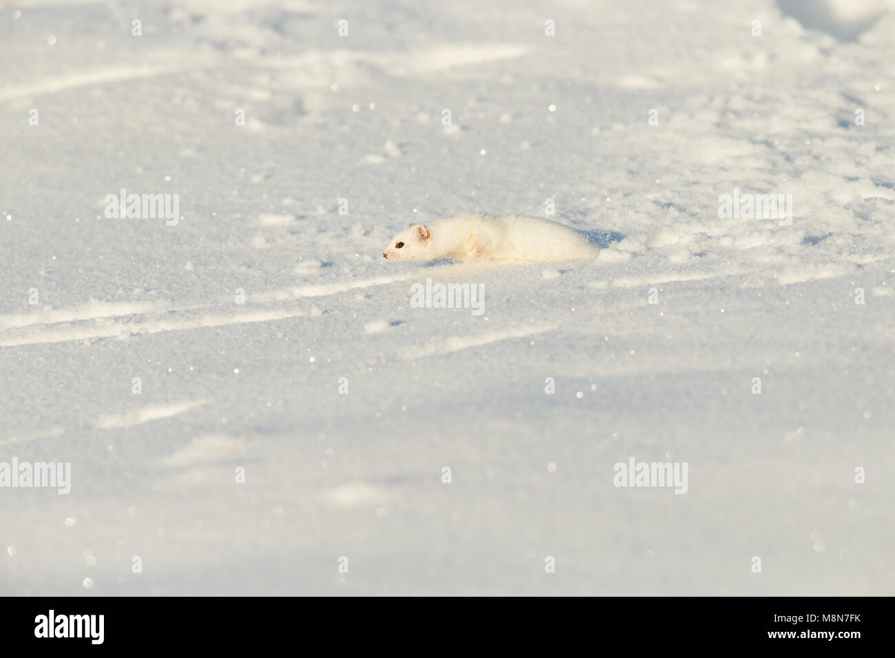 Almeno la donnola Mustela nivalis, adulto, muovendosi attraverso la neve, Pikla Linnumaja, Estonia in febbraio Foto Stock