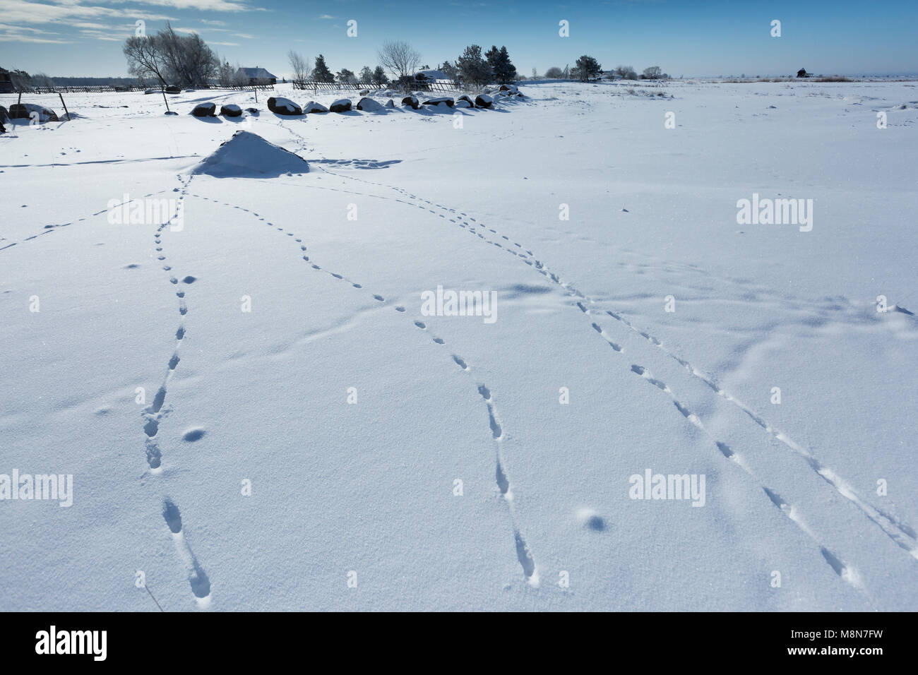 Almeno la donnola Mustela nivalis, tracce nella neve, Pikla Linnumaja, Estonia nel febbraio 2018 Foto Stock