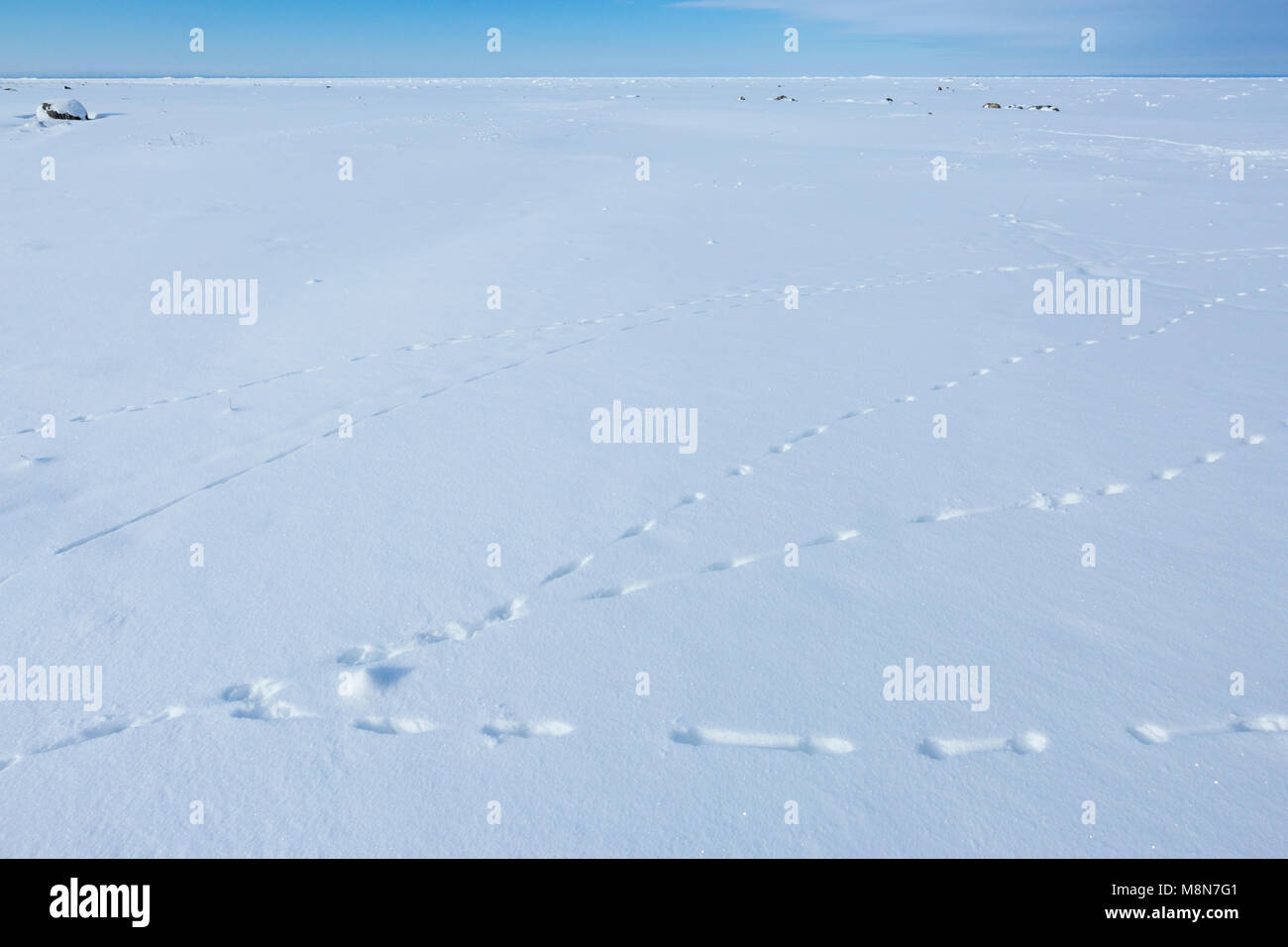 Almeno la donnola Mustela nivalis, tracce nella neve, Pikla Linnumaja, Estonia nel febbraio 2018 Foto Stock