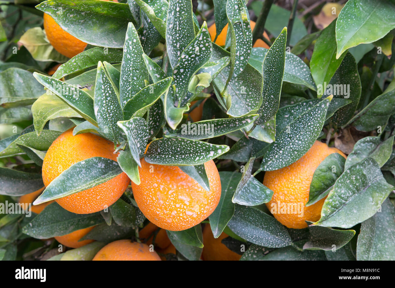 Fungicida agricoli trattati taglierina nucellar Valencia Orange Orchard "Citrus sinensis". fungicida/protezione antiparassitaria, California. Foto Stock