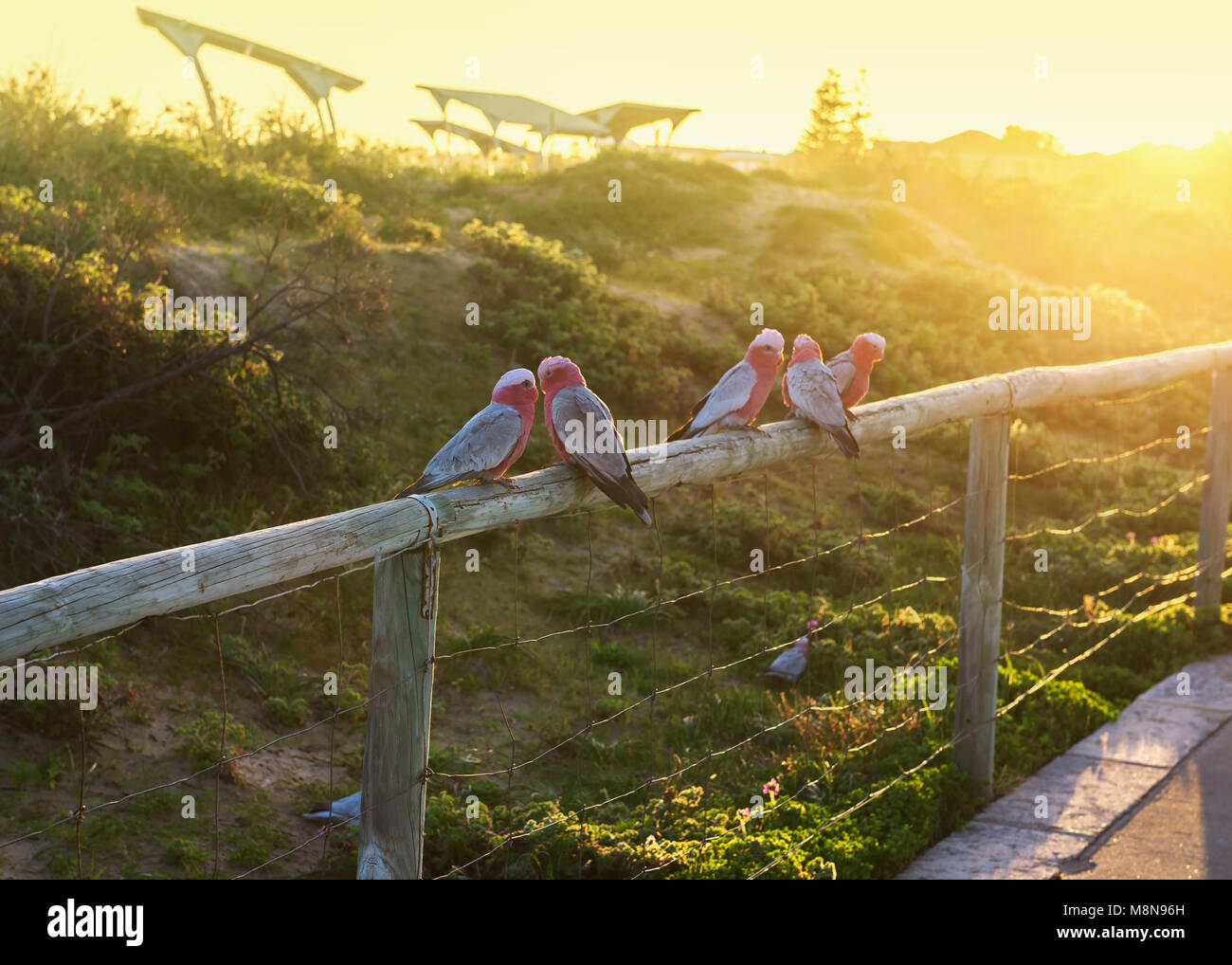 Pappagallo colorato Galah all'aperto sulla recinzione al dune vicino al mare di mattina presto. Australian rosa e grigio cacatua Foto Stock