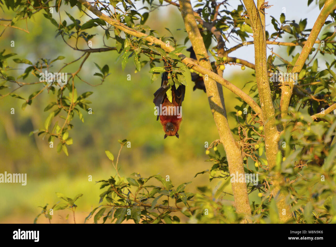 Indian Flying Fox, Pteropus giganteus appeso a testa in giù da un albero vicino Sangli, Maharashtra, India Foto Stock