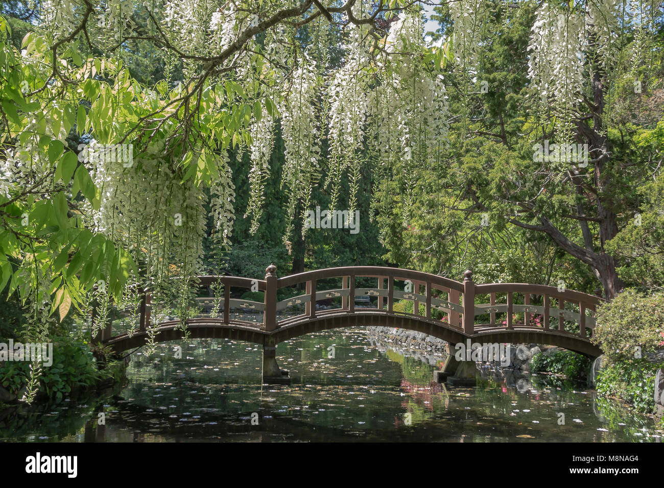 Hartley Park si trova a Colwood (Victoria) BC è un nazionale sito histoic. Questo legno ponte pedonale si trova presso il giardino giapponese a Hartley Par Foto Stock