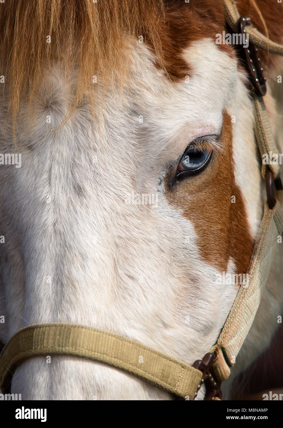 Primo piano della blue-eyed faccia a cavallo Foto Stock
