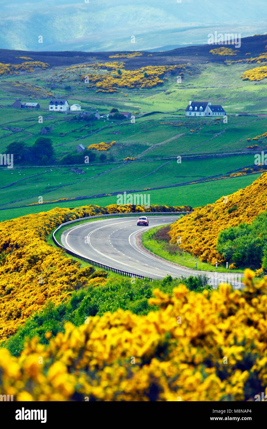 A9 linea principale strada sale a 2 miglia a nord di Helmsdale, Sutherland sul Scotlands N.E. costa. Guardando a sud di inizio estate giallo gorse e terreni agricoli Foto Stock