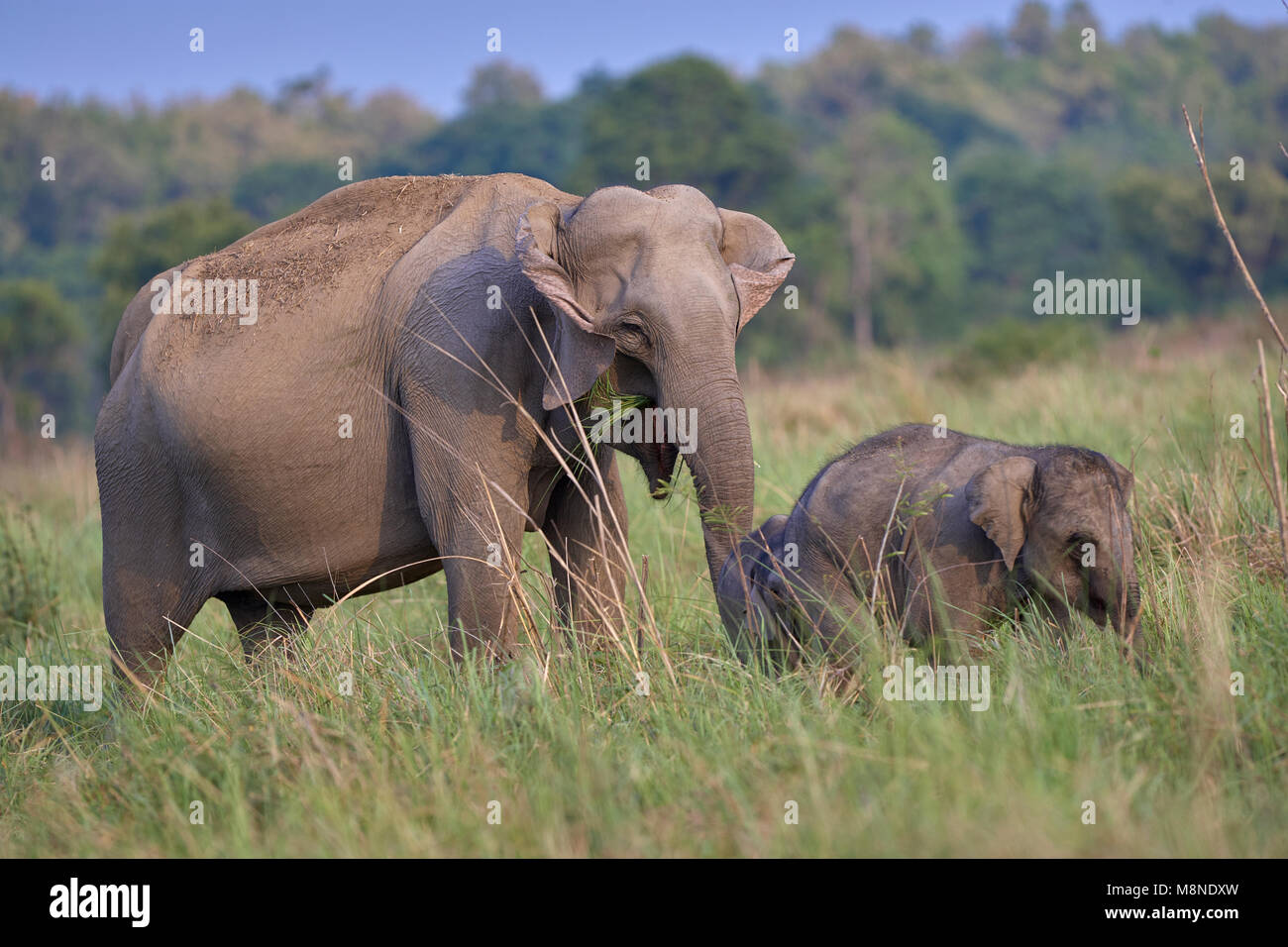 Wild Elephant con giovani uno nella prateria Dhikala, Jim Corbett foresta, India. (Elephas maximus indicus) Foto Stock