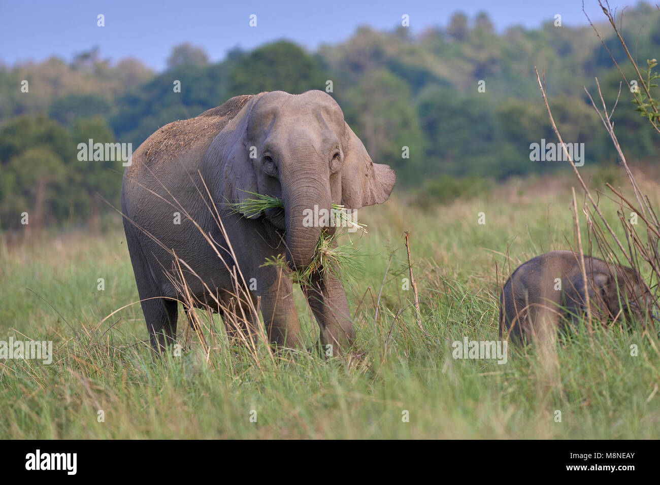Wild Elephant con giovani uno nella prateria Dhikala, Jim Corbett foresta, India. (Elephas maximus indicus) Foto Stock