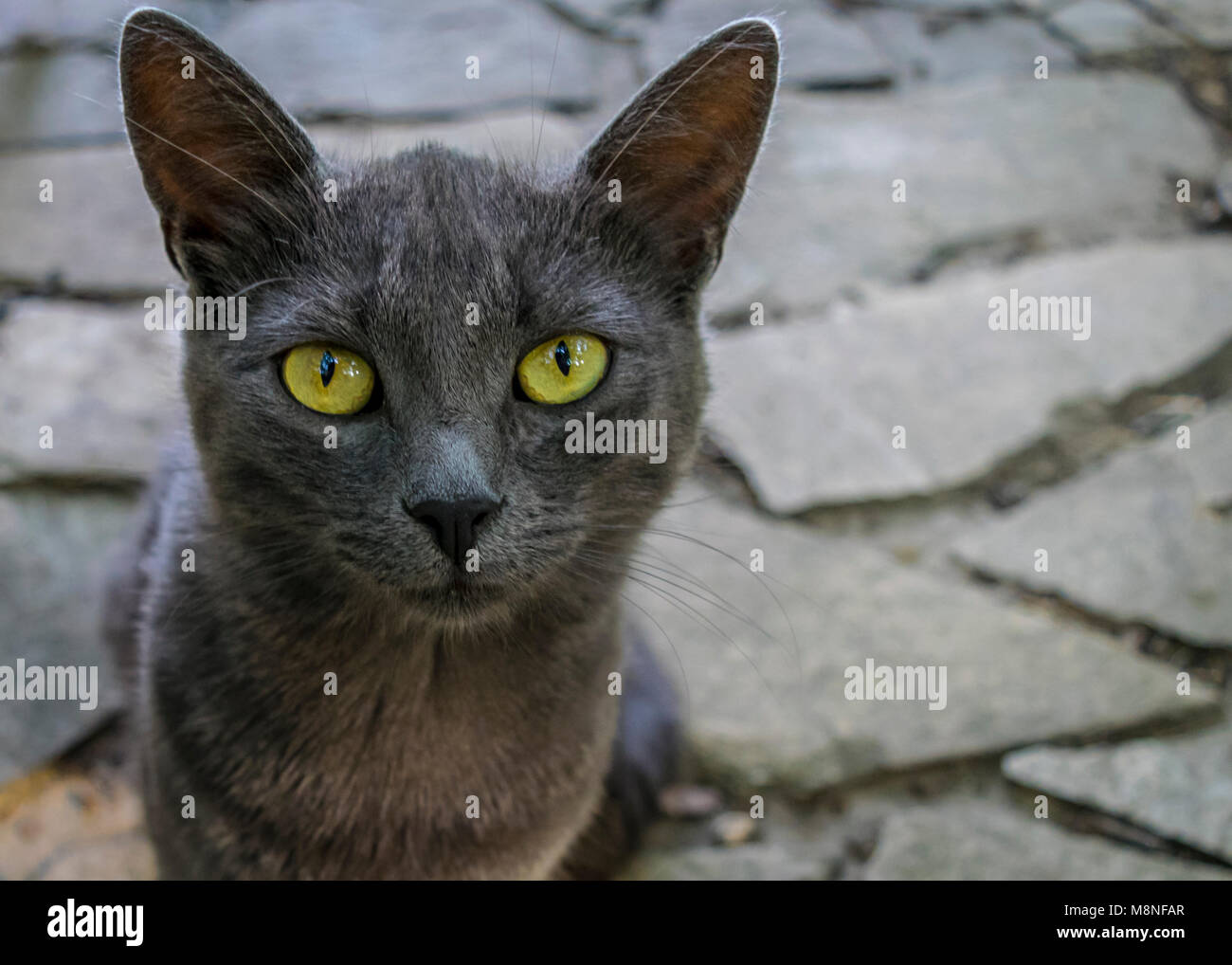 Ritratto di un giallo grigio eyed cat, guardando nella telecamera. Grigio gattino seduto sul giardino percorso di pietra, primo piano. Foto Stock