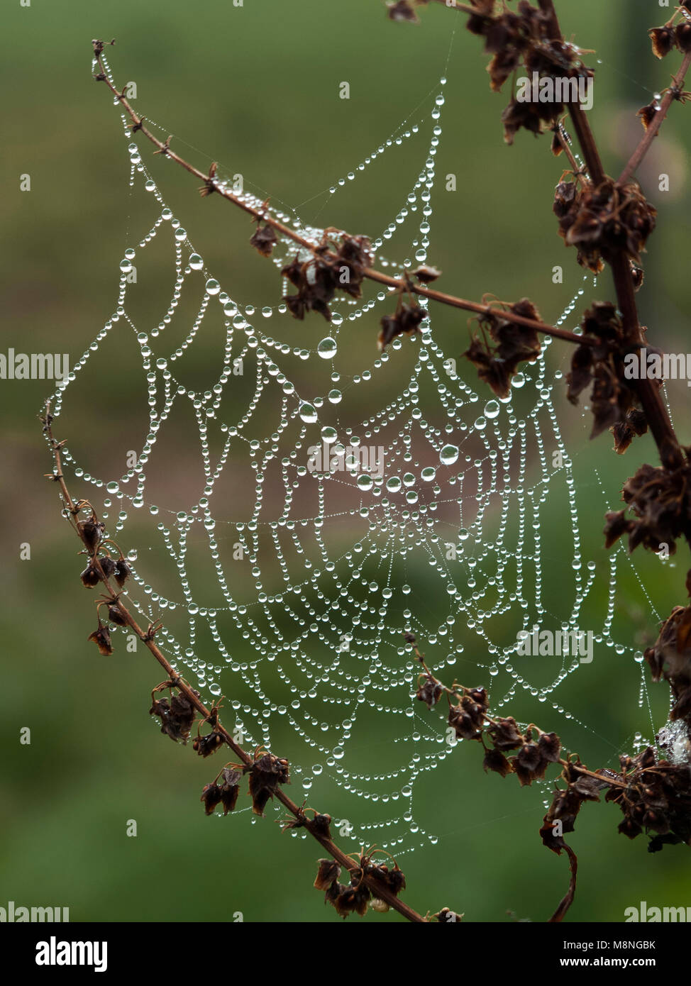 Spider Web coperto di rugiada Foto Stock