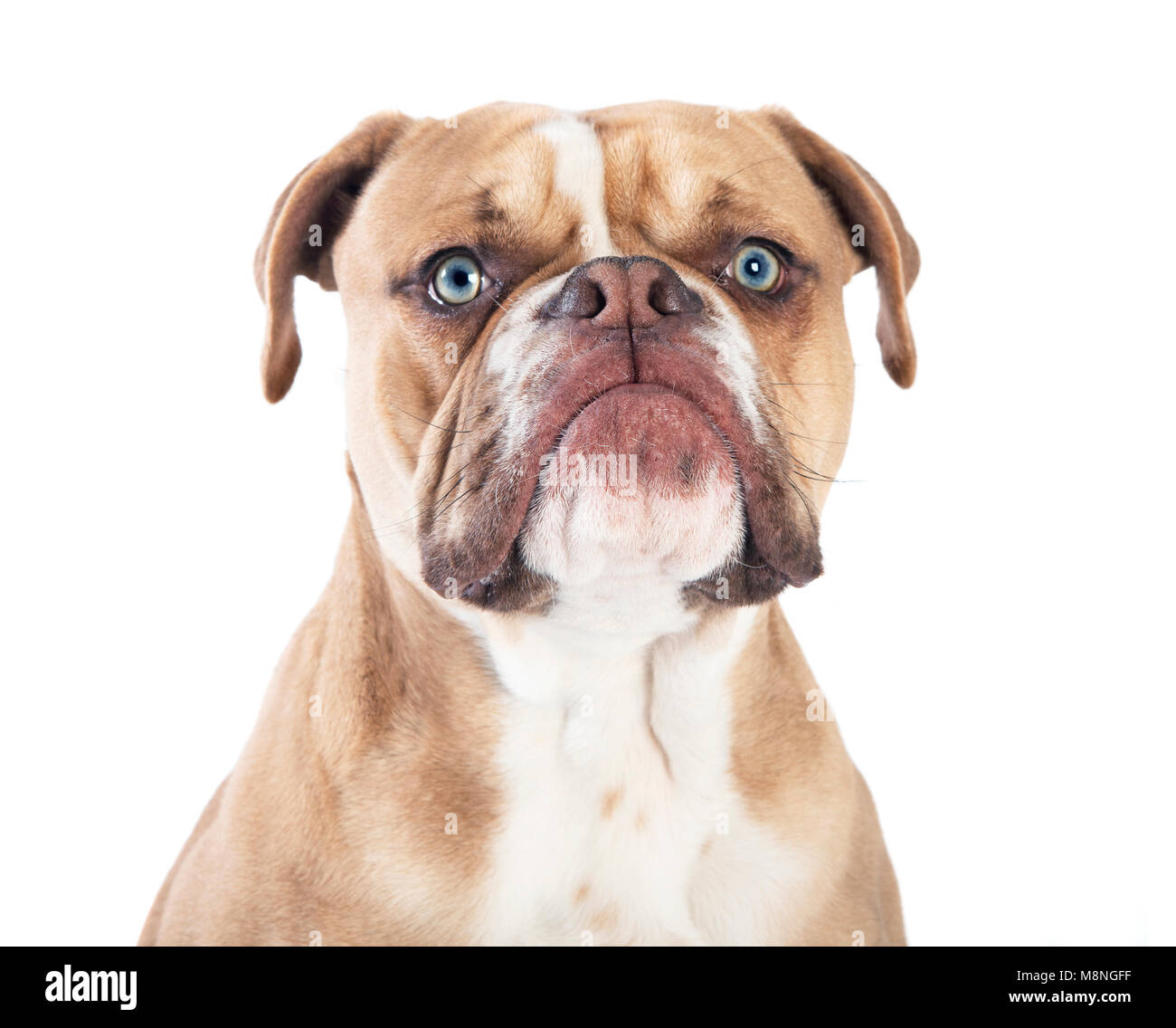 Un giovane Bulldog inglese dalla parte anteriore, sfondo bianco Foto Stock