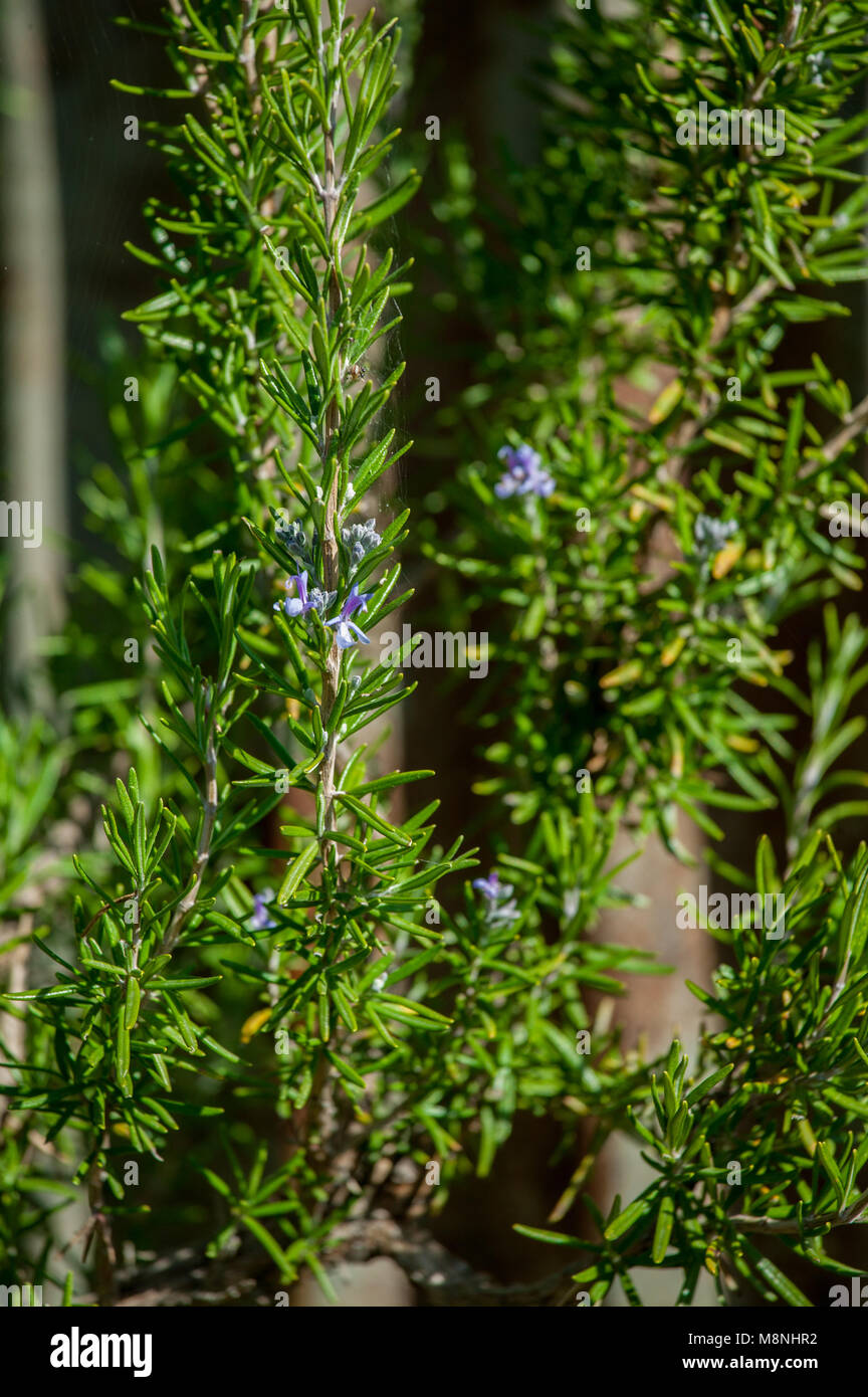 Rosmarino pianta con i fiori Foto Stock