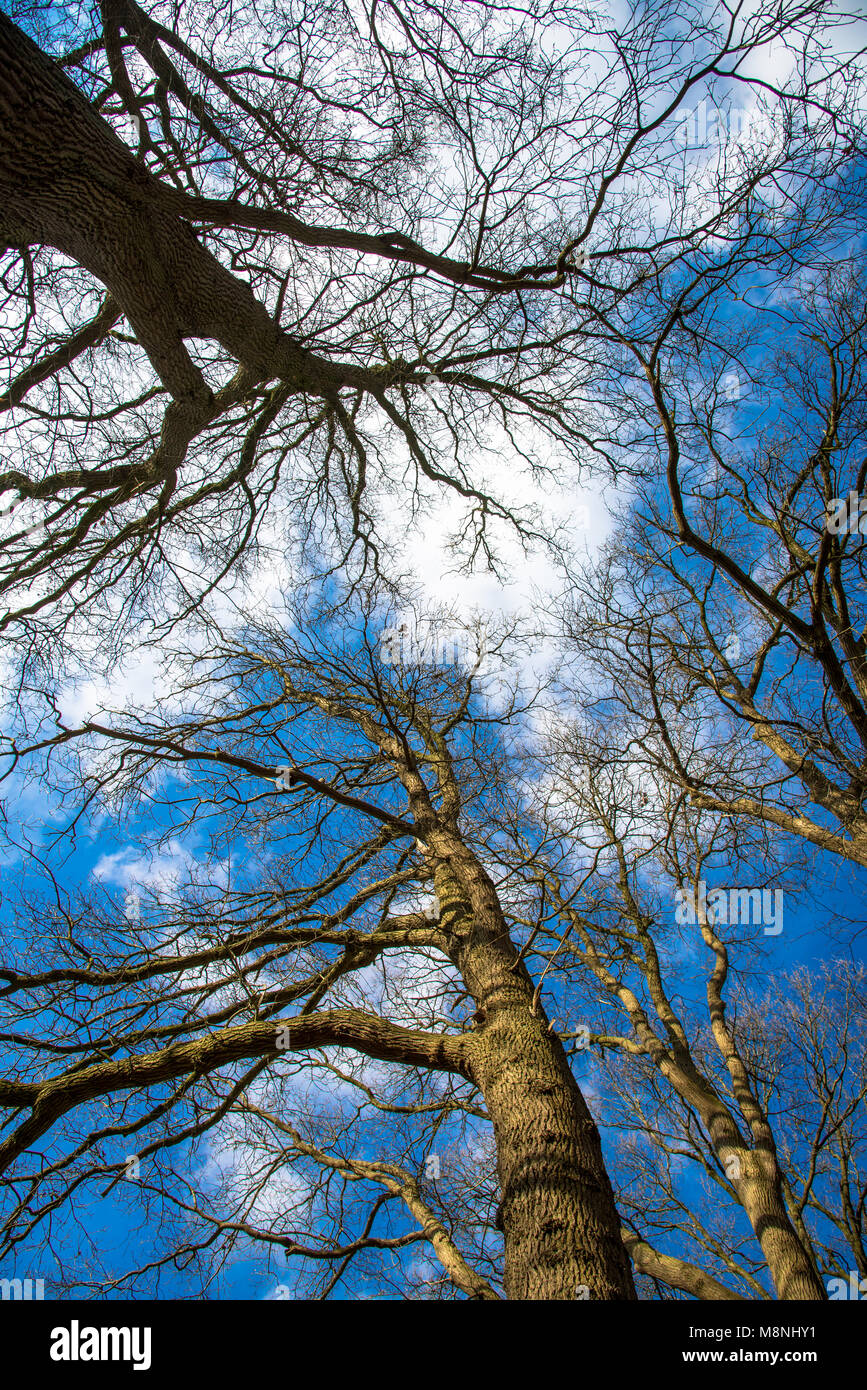I rami privi di foglie in wintertijd da diversi alberi contro il cielo blu presa dal basso Foto Stock