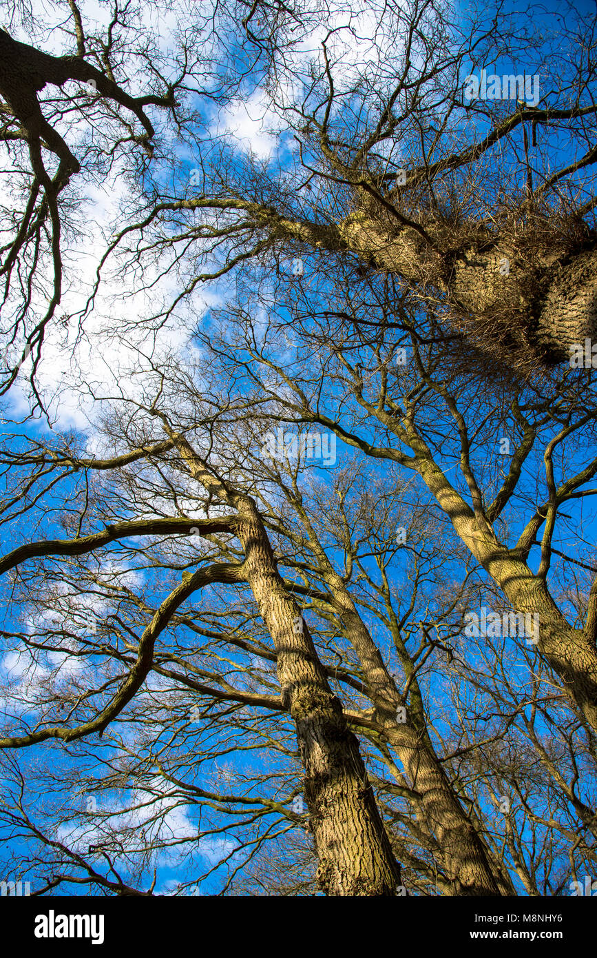 I rami privi di foglie in wintertijd da diversi alberi contro il cielo blu presa dal basso Foto Stock
