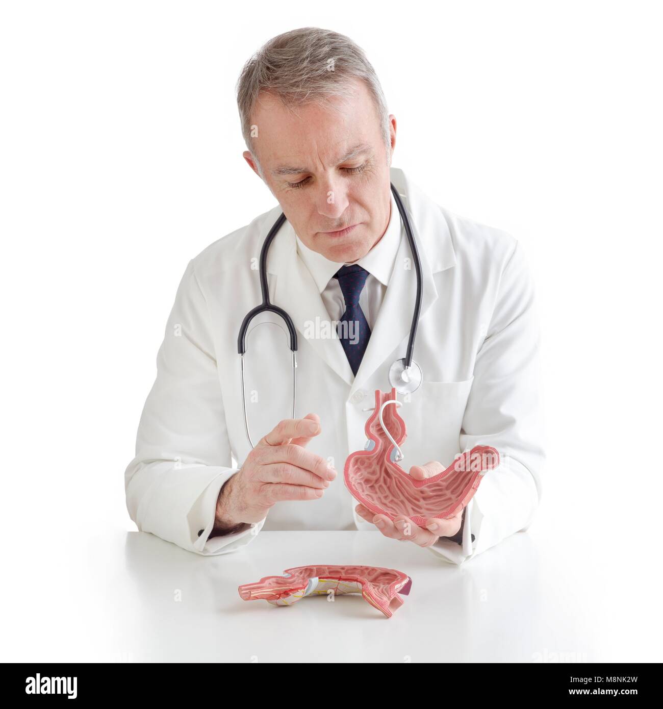 Medico con un modello medico dello stomaco umano con una banda gastrica. Foto Stock