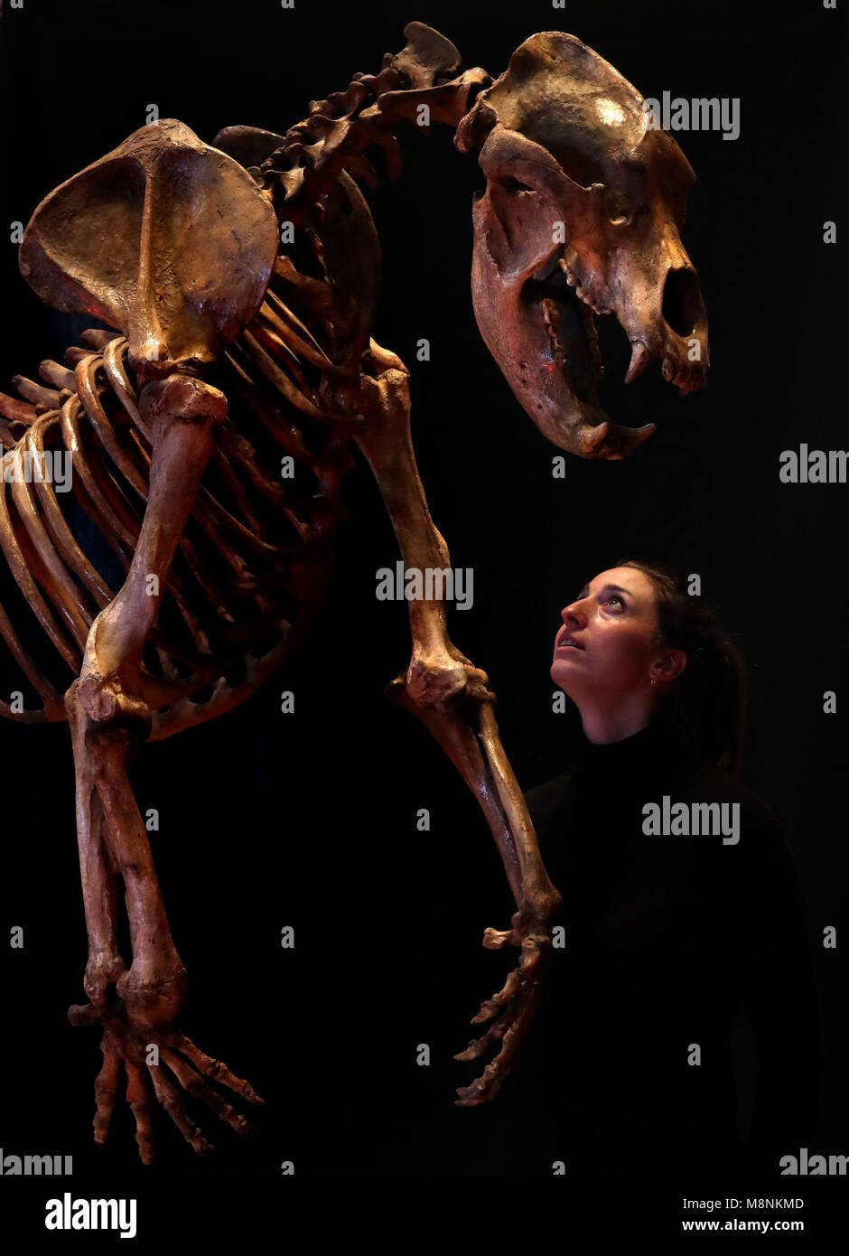 Violette Jongbloed da Lione e Turnbull auctioneers vede uno scheletro completamente articolato di orso della grotta di valore tra £20000 - £25000 come parte della vendita di arte africana ed oceanica, che si svolgerà il 21 marzo presso gli auctioneers di Edimburgo. Foto Stock