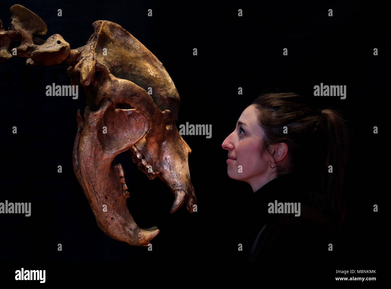 Violette Jongbloed da Lione e Turnbull banditori viste a completamente articolato orso delle caverne scheletro valutati tra &pound;20000-&pound;25000 come parte degli africani e Oceanic vendita arte, che avrà luogo il 21 marzo a Edimburgo banditori. Foto Stock