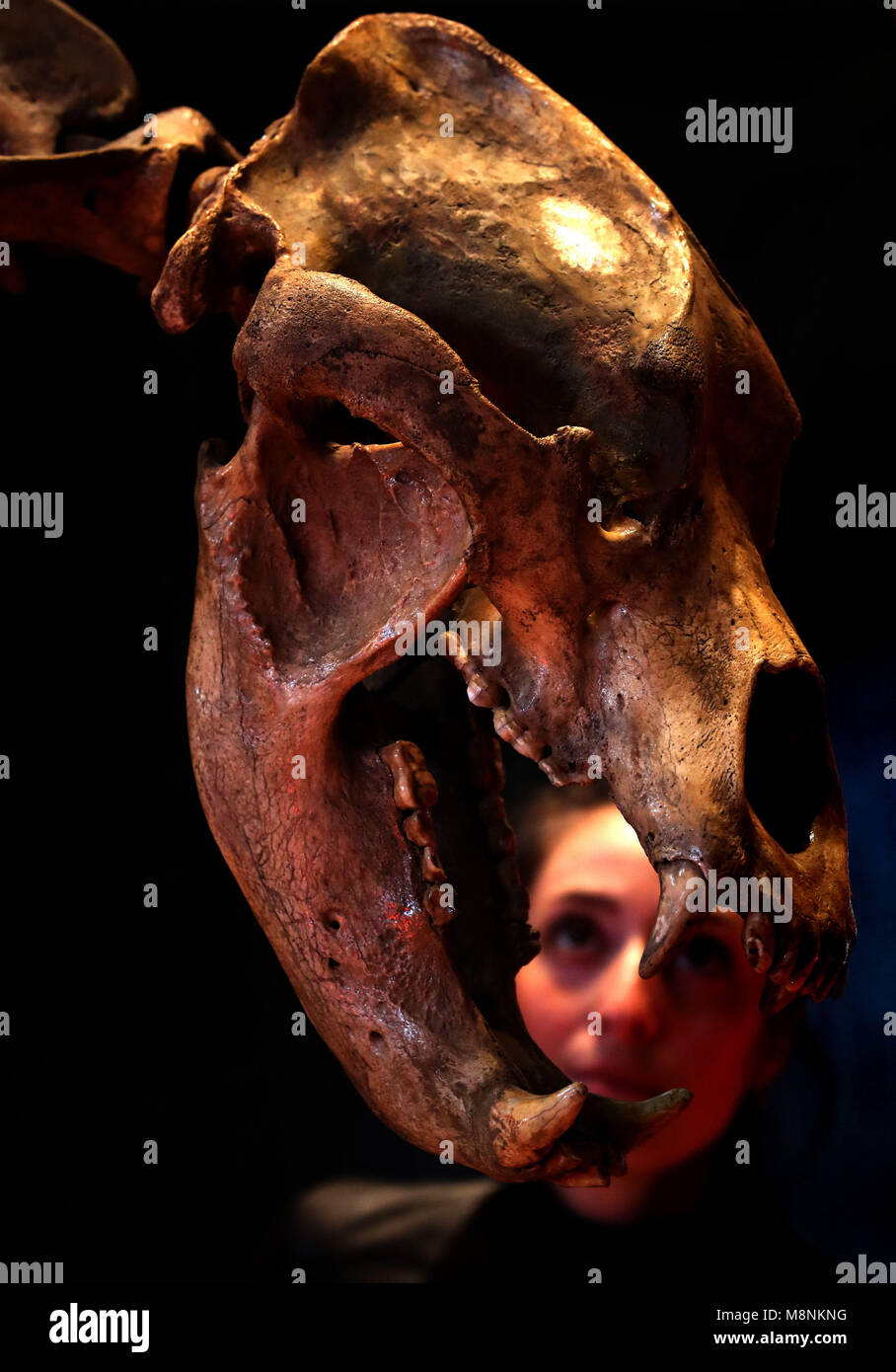 Violette Jongbloed da Lione e Turnbull banditori viste a completamente articolato orso delle caverne scheletro valutati tra &pound;20000-&pound;25000 come parte degli africani e Oceanic vendita arte, che avrà luogo il 21 marzo a Edimburgo banditori. Foto Stock